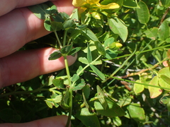 Hypericum richeri burseri