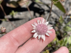 Actinotus forsythii