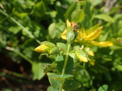 Hypericum richeri burseri