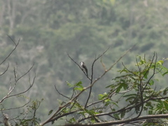 Hemipus hirundinaceus