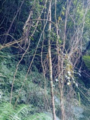 Cissus pteroclada