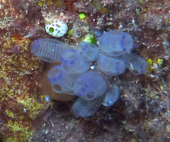 Clavelina moluccensis