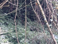 Cissus pteroclada