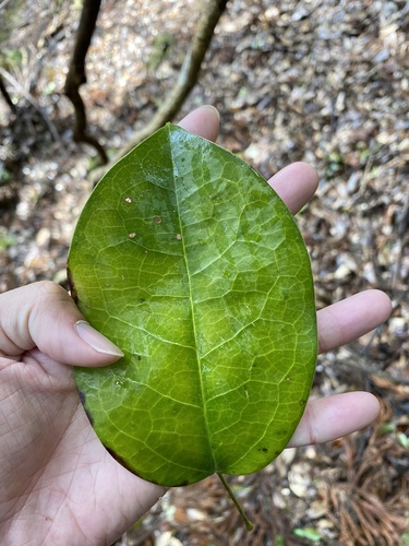 Stauntonia hexaphylla (Stauntonia hexaphylla)