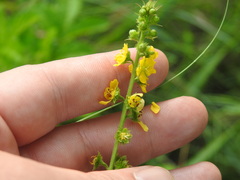 Agrimonia bracteata