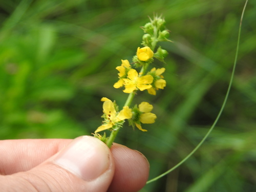 Agrimonia bracteata (Agrimonia bracteata)