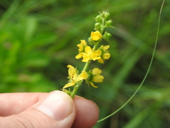 Agrimonia bracteata