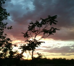 Ailanthus