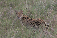 Leptailurus serval lipostictus