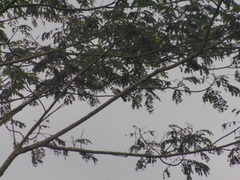 Pycnonotus aurigaster