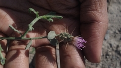 Oligochaeta divaricata