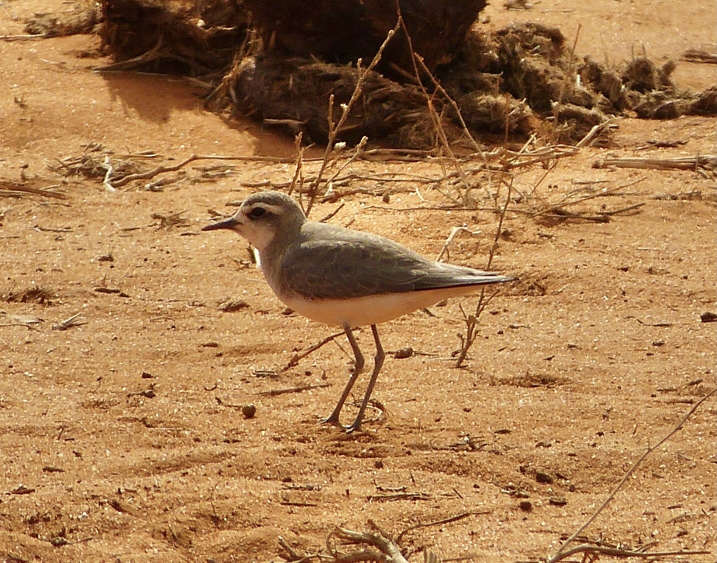 Caspian Plover