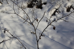 Cotoneaster melanocarpus