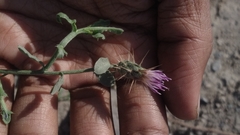 Oligochaeta divaricata