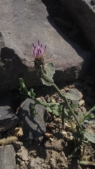 Oligochaeta divaricata