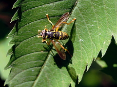 Spilomyia saltuum