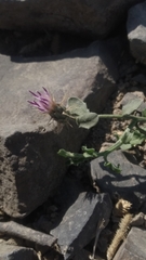 Oligochaeta divaricata