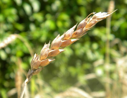 Impormak - ¿ Sabías Qué?🤓⁣ ⁣ ✓La palabra «trigo» proviene del vocablo  latino triticum, que significa «quebrado», «triturado» o «trillado»,haciendo  referencia a la actividad que se debe realizar para separar el grano