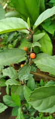 Ficus montana