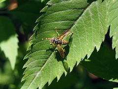 Spilomyia saltuum