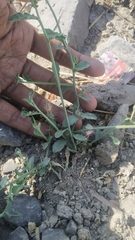 Oligochaeta divaricata