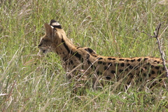 Leptailurus serval lipostictus