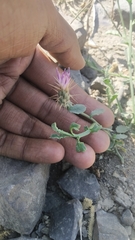 Oligochaeta divaricata