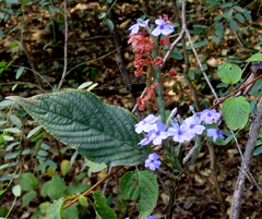Eranthemum