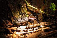 Carabus nankotaizanus