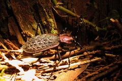 Carabus nankotaizanus