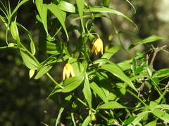 Gloriosa modesta