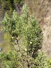 Juniperus pinchotii
