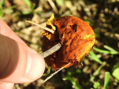 Calvatia rugosa