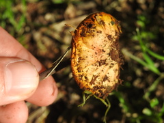 Calvatia rugosa