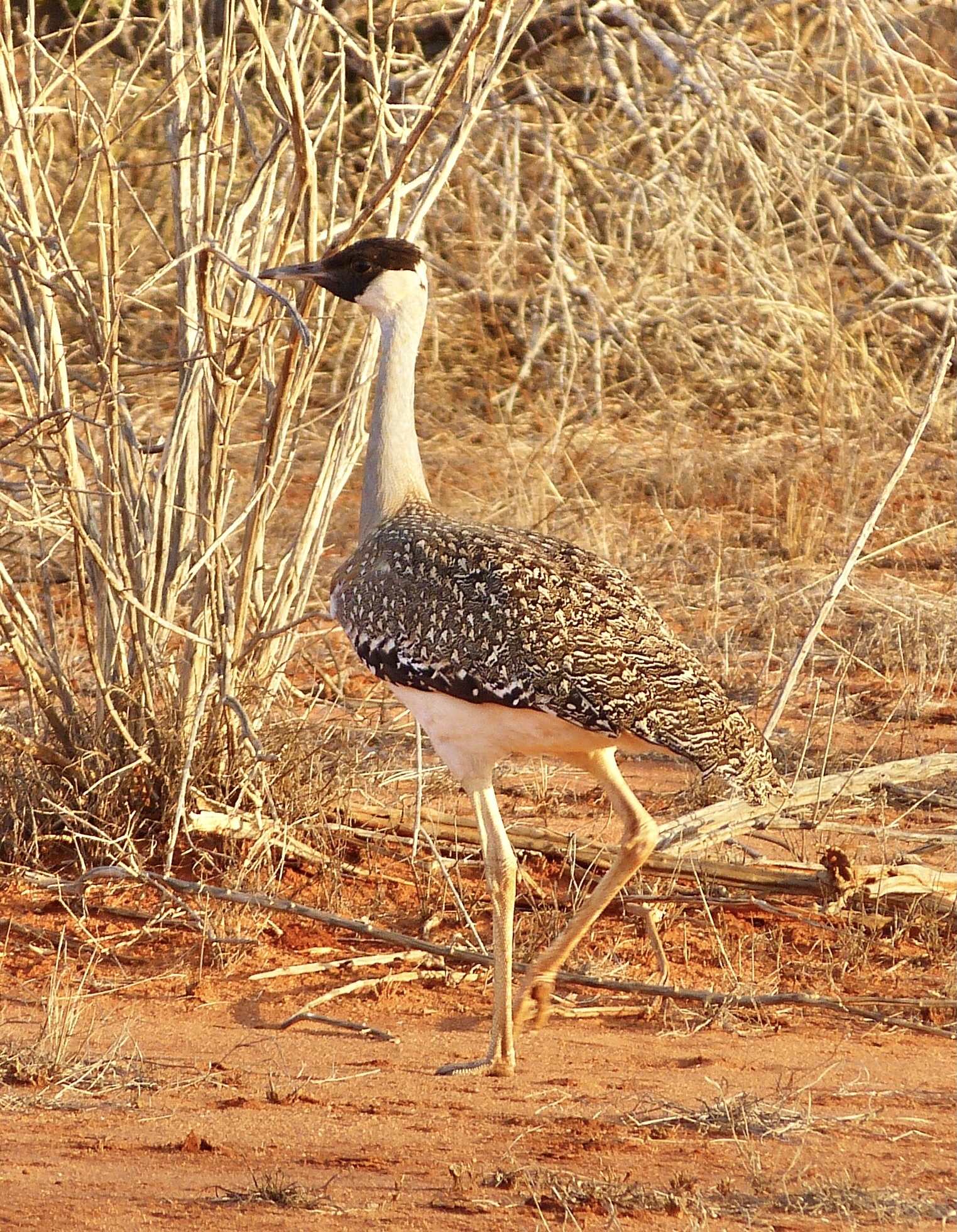 Heuglin's Bustard (Neotis heuglinii), photo 3