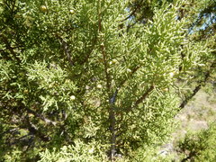 Juniperus pinchotii