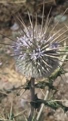 Echinops echinatus