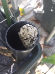 Hyla versicolor