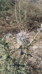 Echinops echinatus