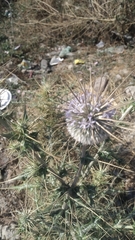 Echinops echinatus