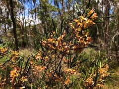Dodonaea stenophylla