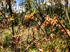Dodonaea stenophylla