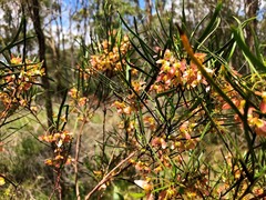 Dodonaea stenophylla