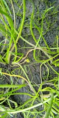 Triglochin scilloides