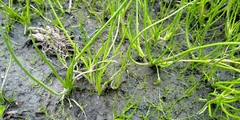Triglochin scilloides