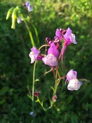 Linaria algarviana