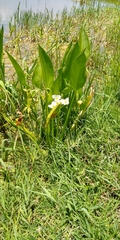 Sagittaria macrophylla