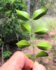 Strychnos psilosperma