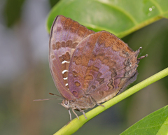 Arhopala centaurus pirithous