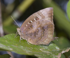 Arhopala centaurus pirithous